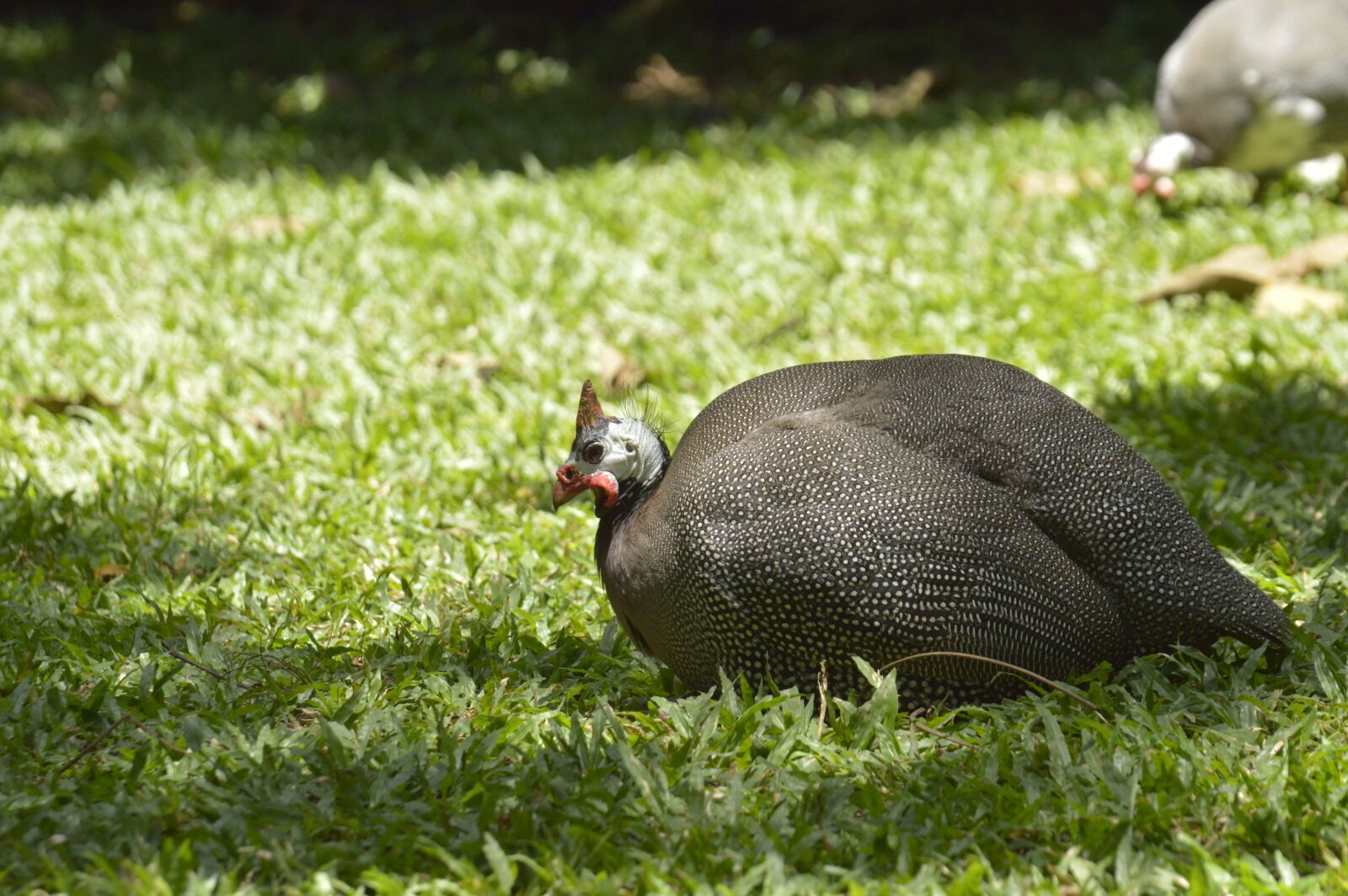 Nikon D3200 sample photo. Guinea hen, ave, costa photography