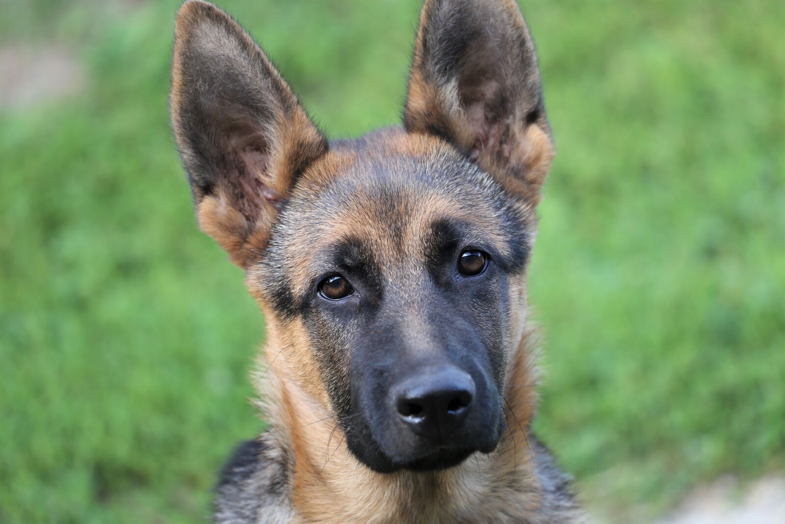 Canon EOS 6D sample photo. Young german shepherd, female photography