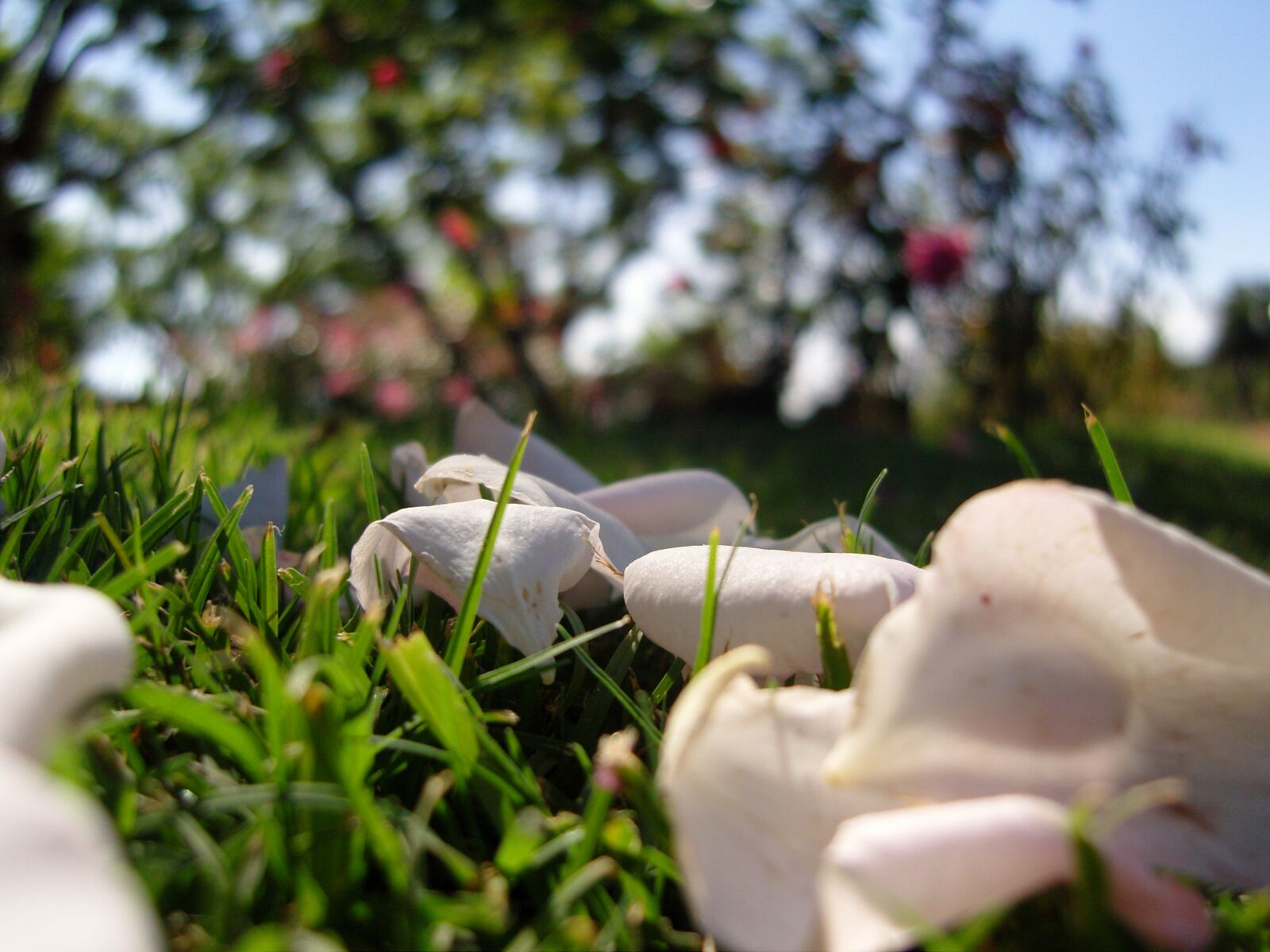 Samsung VLUU NV10, NV10 sample photo. Petals, rosa, grass photography