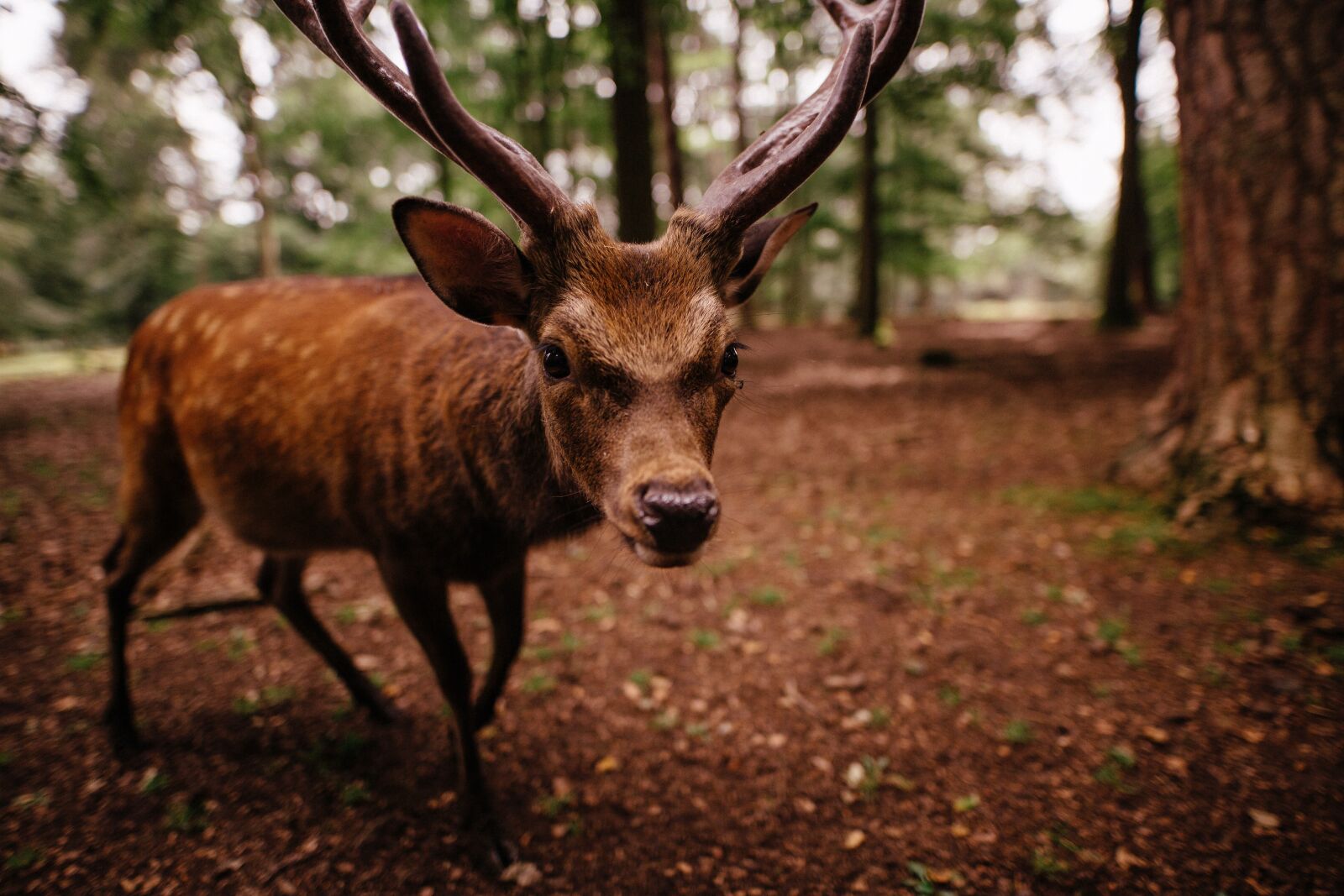 Canon 20mm F1.4 DG HSM | Art 015 sample photo. Animal, antlers, buck photography