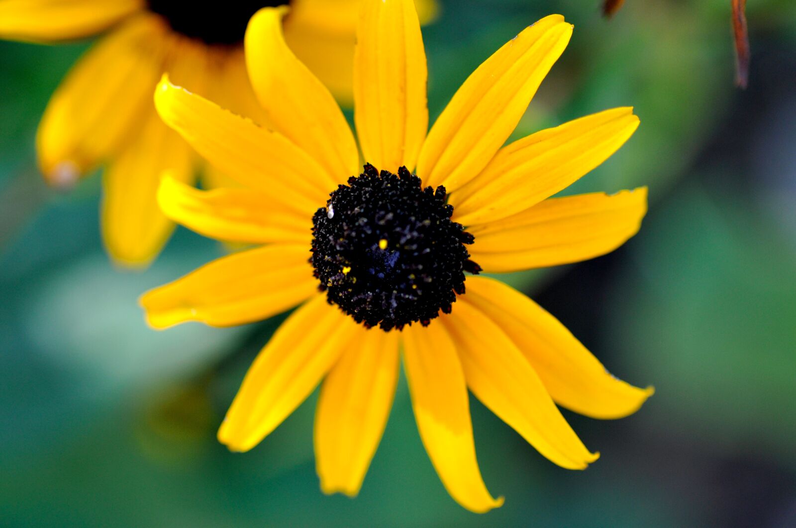 Nikon D90 sample photo. Coneflower, yellow, flower photography