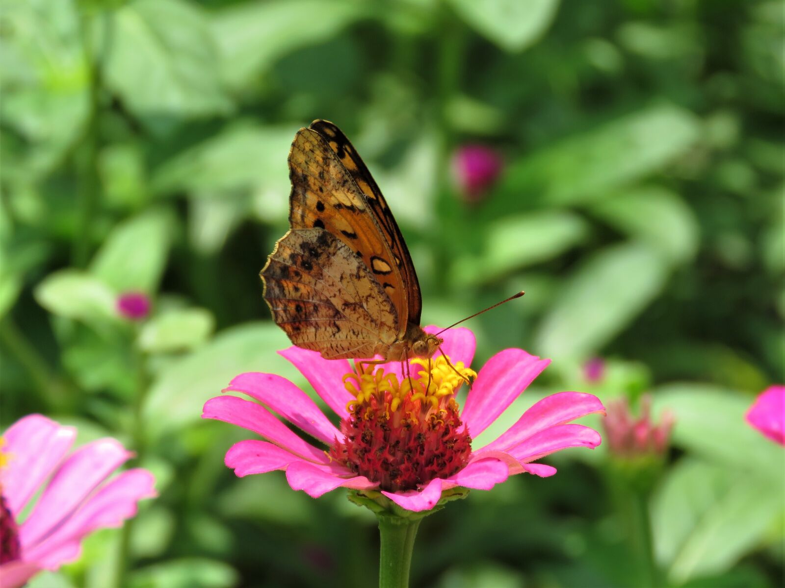 Canon PowerShot SX60 HS sample photo. Butterfly, butterfly on flower photography