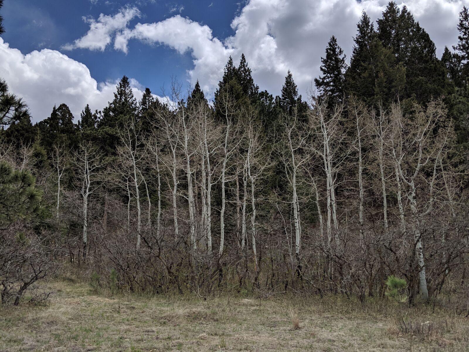 Google Pixel 2 sample photo. Trees, nature, outdoors photography