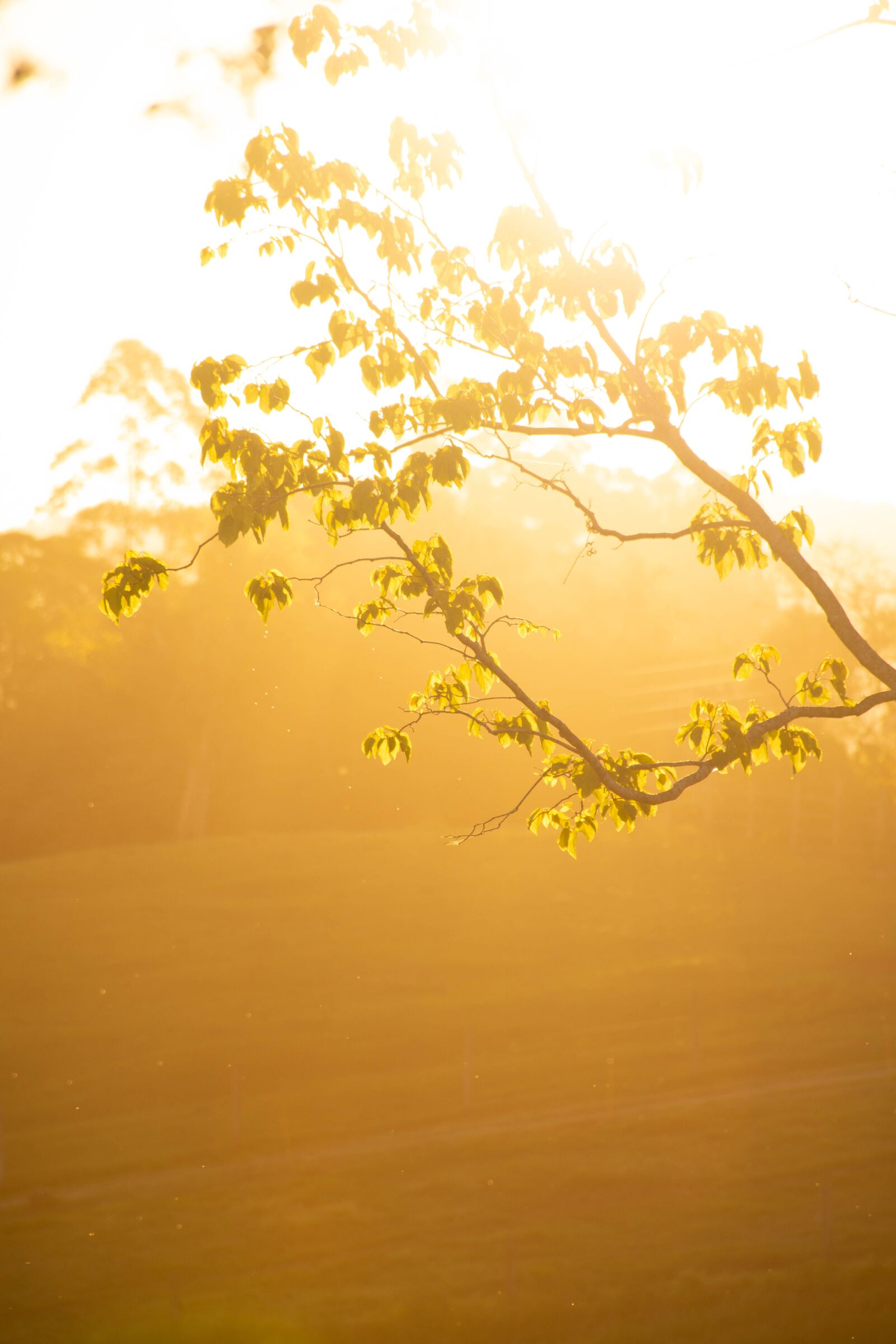 Nikon D7200 sample photo. Tree, sunlight, fields photography
