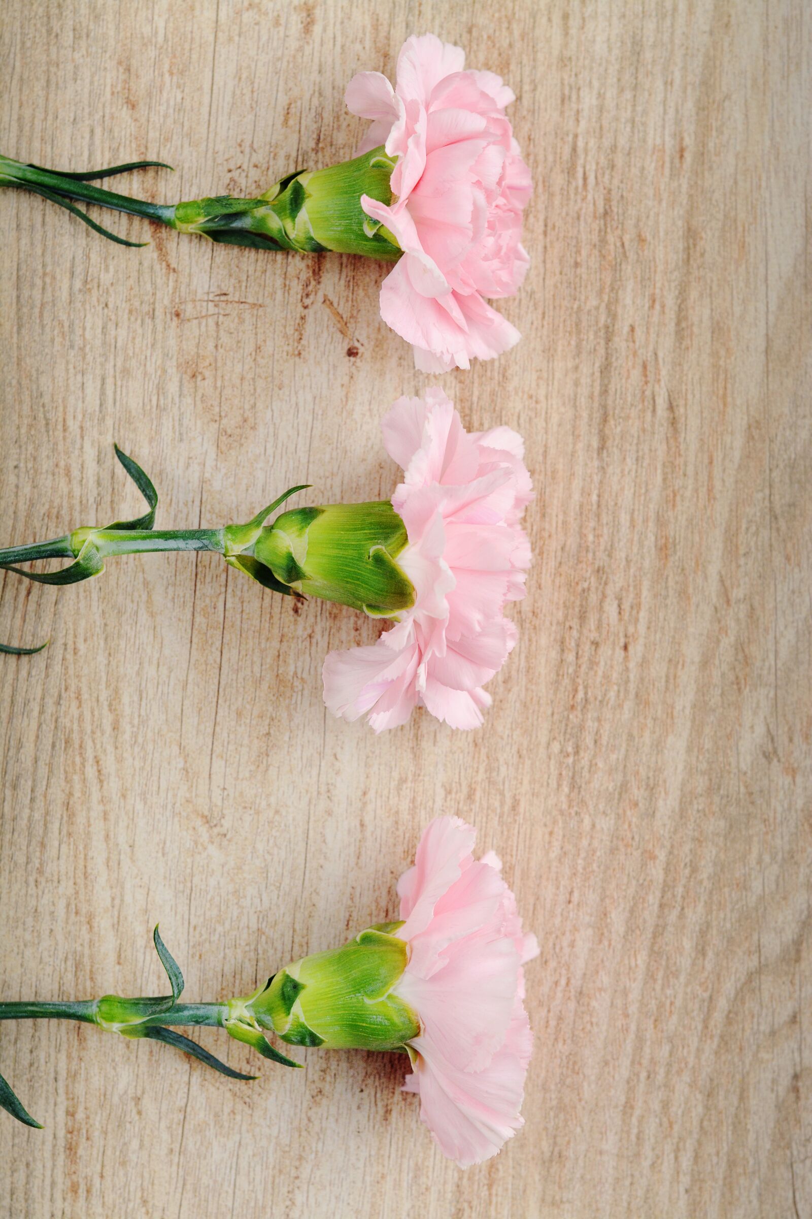 Nikon D7100 sample photo. Cloves, pink, carnation pink photography