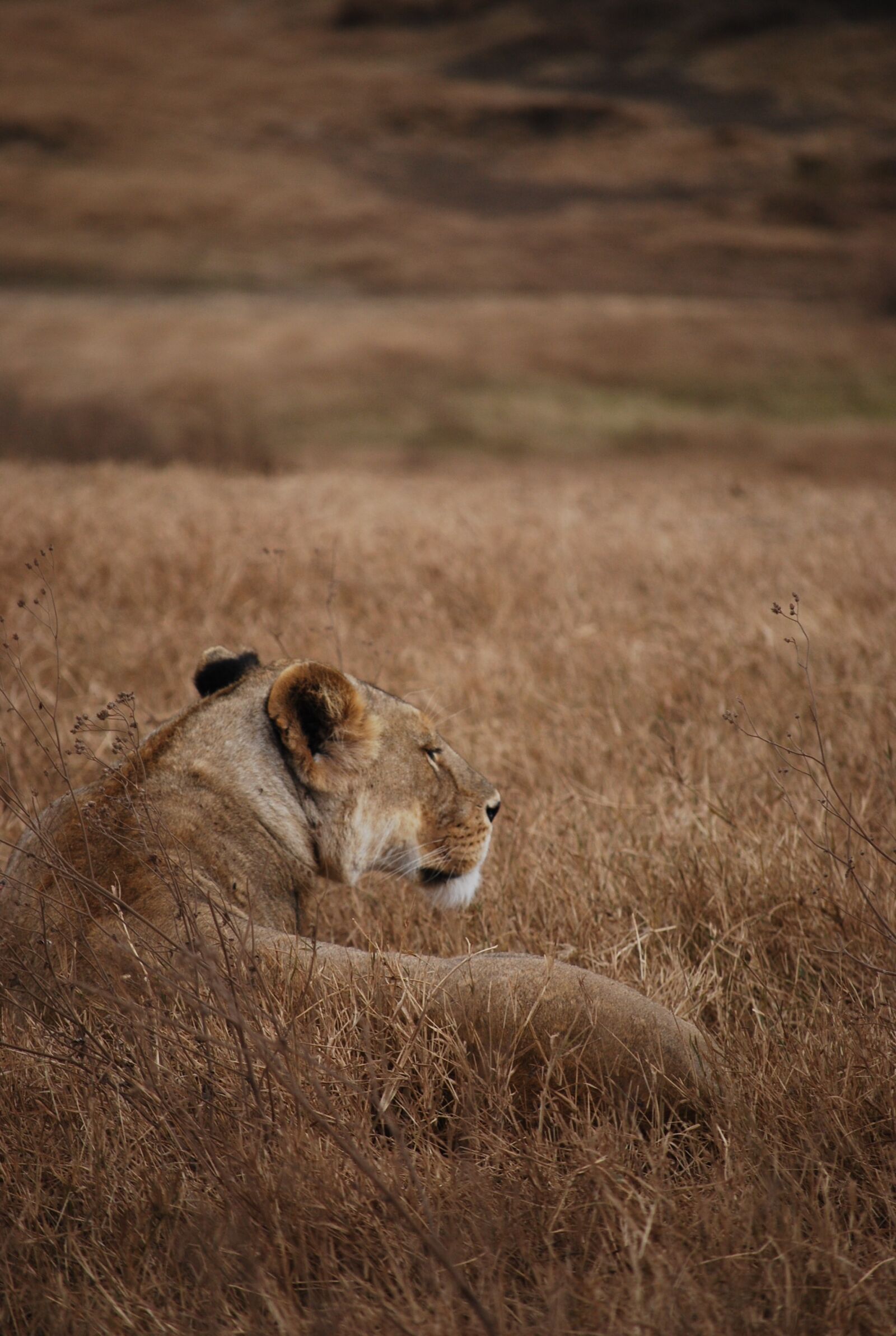 Nikon D60 sample photo. Lion, safari, camouflage photography