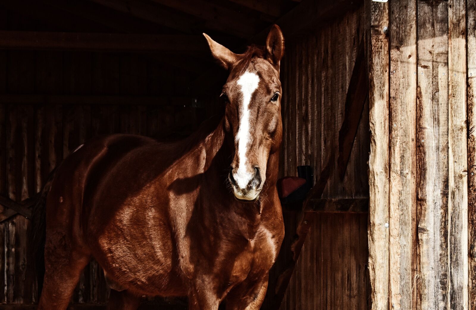 Nikon D7200 sample photo. Horse, brown, animal photography