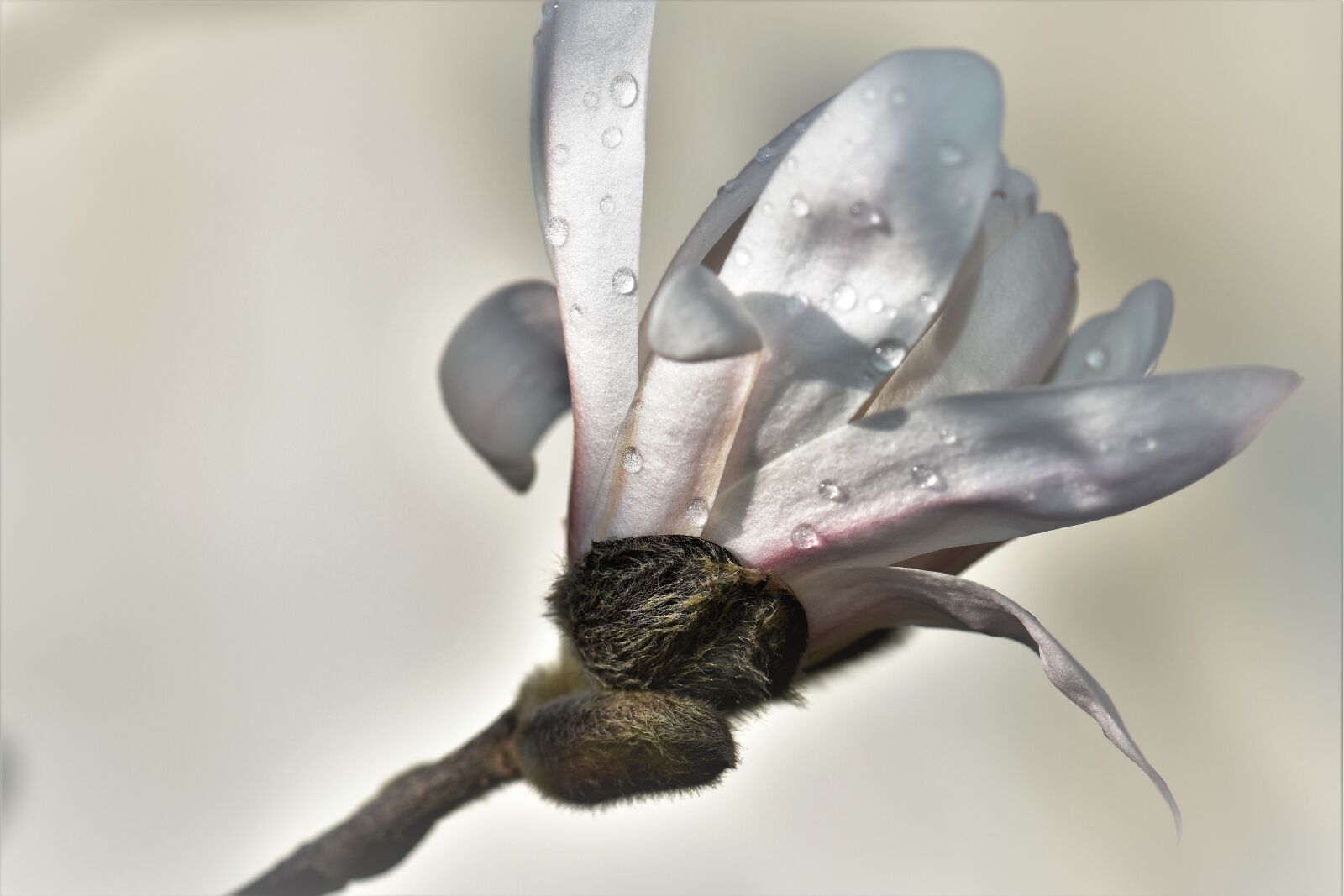 Nikon D5500 sample photo. Magnolia, plant, flower photography