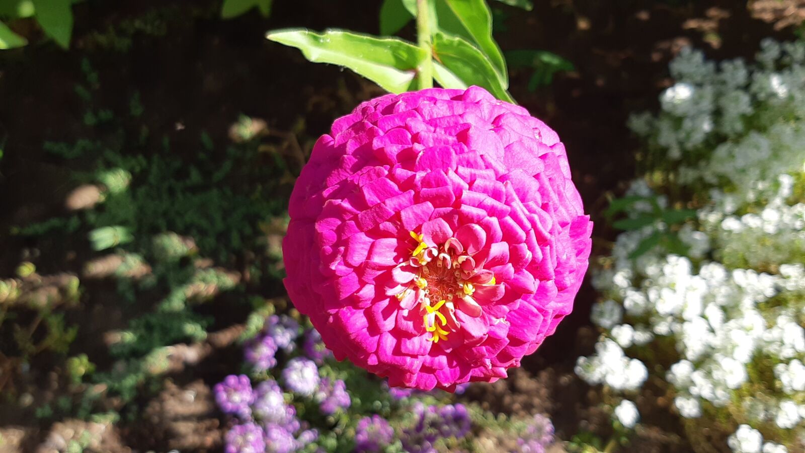 Samsung Galaxy A8(2018) sample photo. Pink flower, pink flowers photography