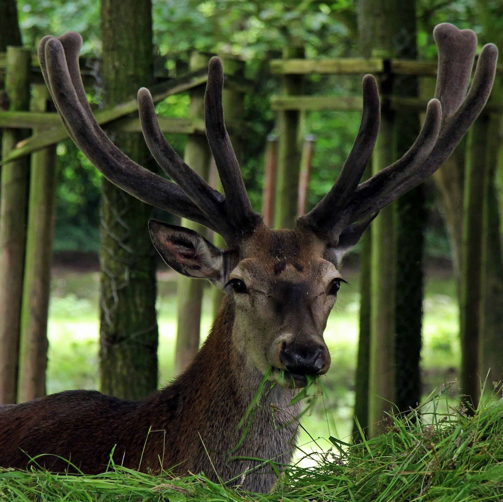 Canon EOS 550D (EOS Rebel T2i / EOS Kiss X4) sample photo. Wildlife, deer, horn, wood photography