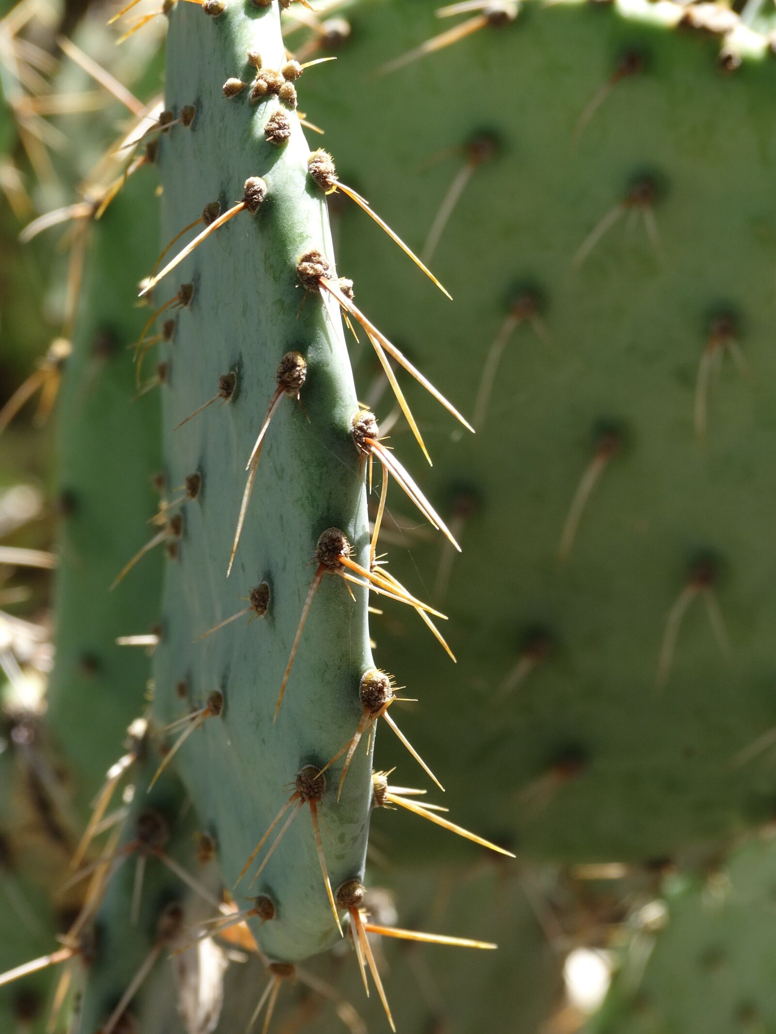 Sony Cyber-shot DSC-HX300 sample photo. Prickly pear, cactus, southwest photography