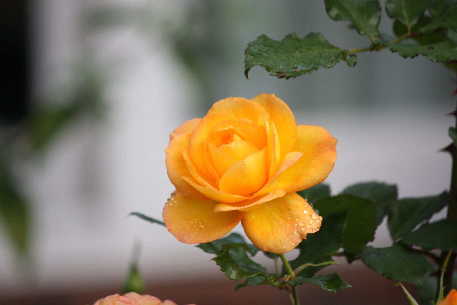 Canon EOS 450D (EOS Rebel XSi / EOS Kiss X2) sample photo. Rose, yellow, detail photography