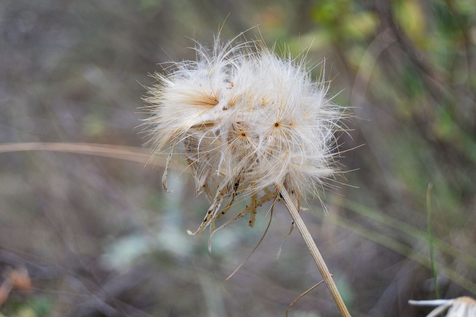Nikon D3200 sample photo. Grinder, plant wildlife, soft photography
