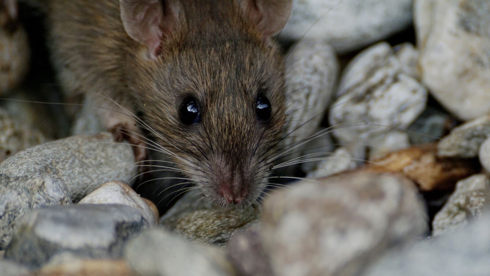 Sony DT 55-300mm F4.5-5.6 SAM sample photo. Mouse, nager, animal photography
