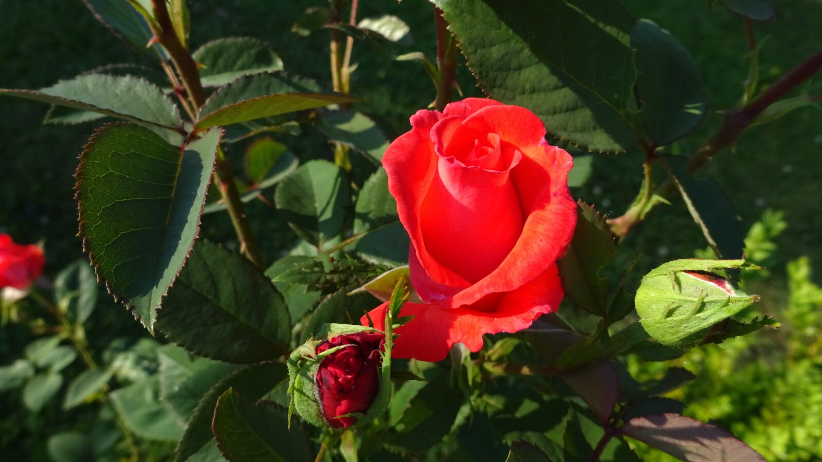 Sony Cyber-shot DSC-WX350 sample photo. Red roses, rose, red photography