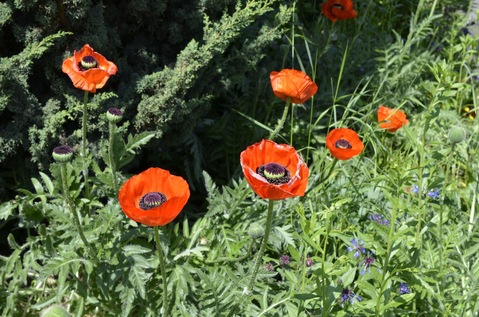 Nikon D5100 sample photo. Poppy, flowers, red poppy photography