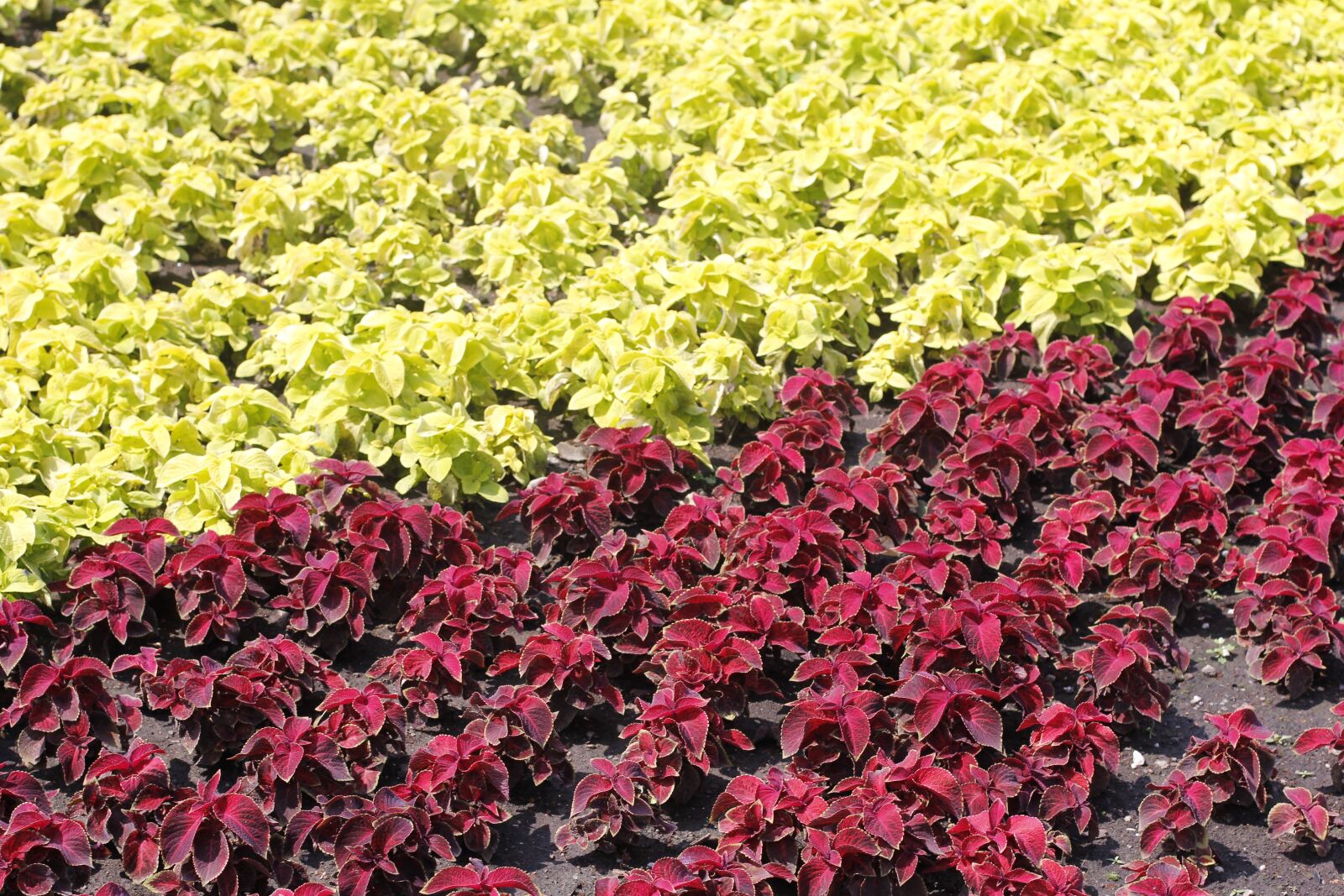 Canon EOS 60D + Canon EF 50mm F1.4 USM sample photo. Flowers, bed, garden photography