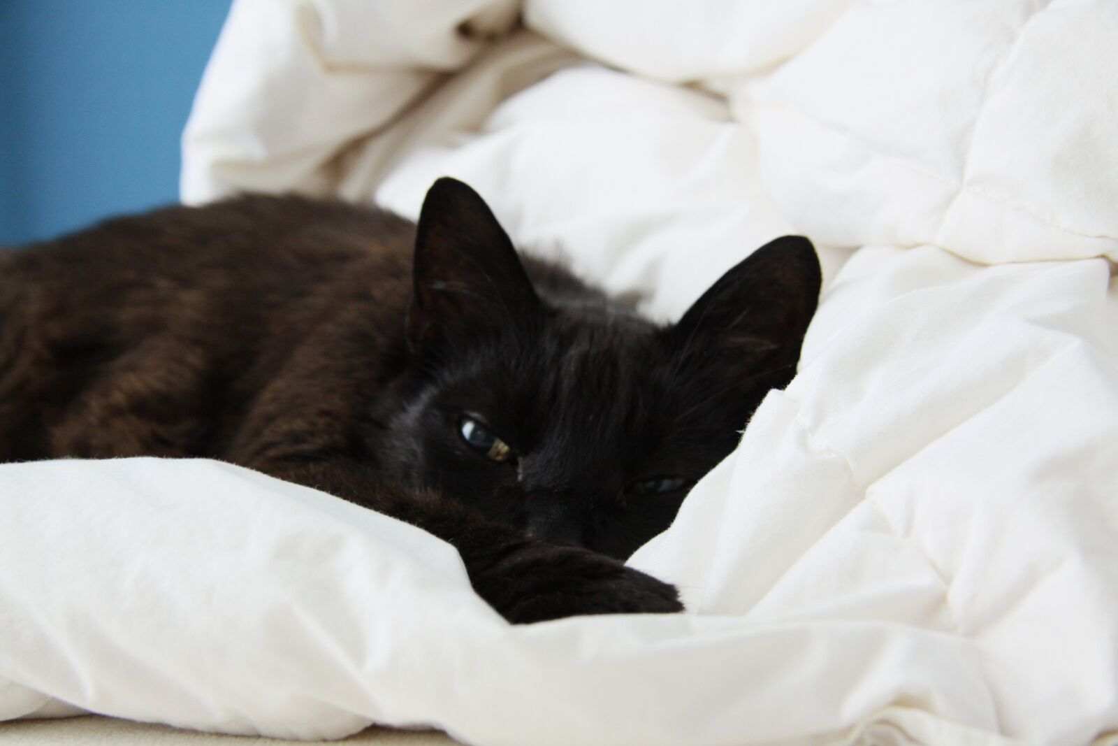 Canon EOS 50D sample photo. Cat, black, bed photography