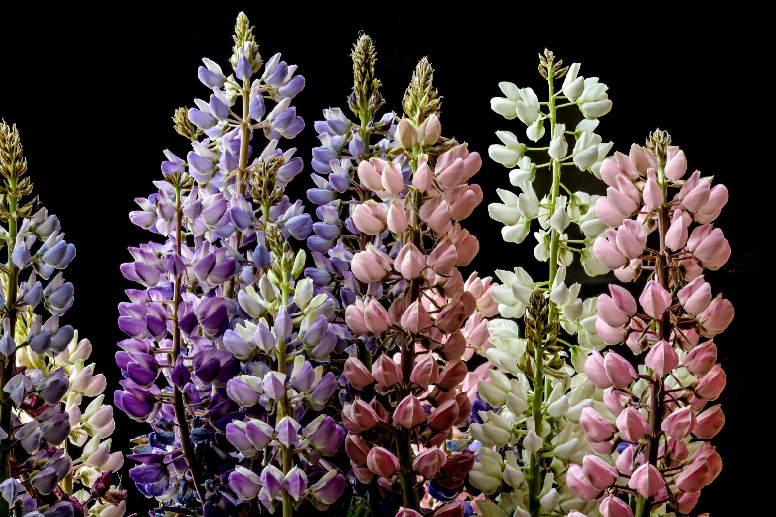 Nikon D5200 sample photo. Lupine, flower, summer photography