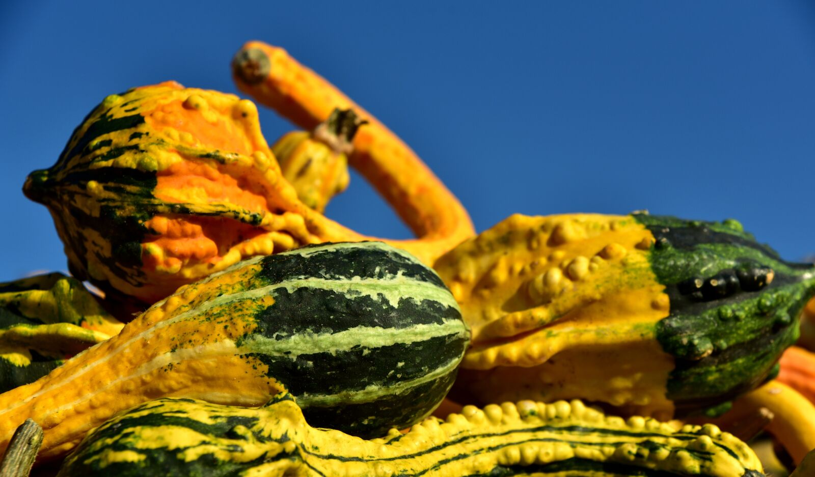 Nikon D750 sample photo. Pumpkin, gourd, bright photography