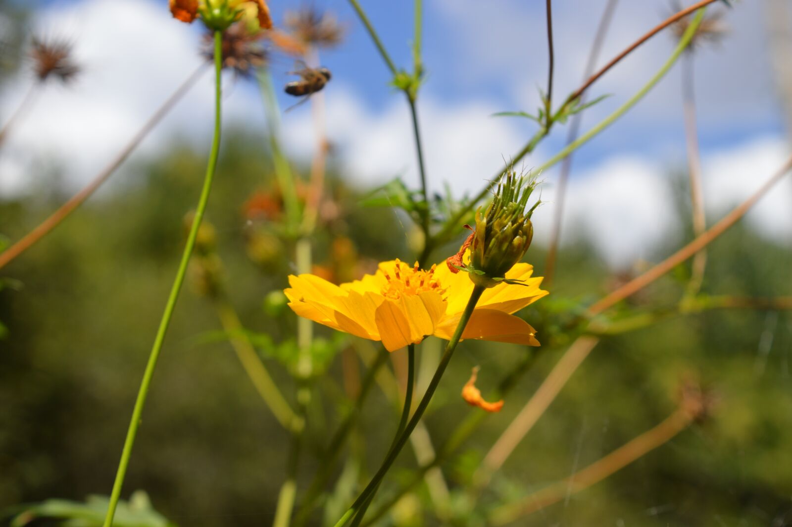 Nikon D3200 sample photo. Flower, flowers, nature photography
