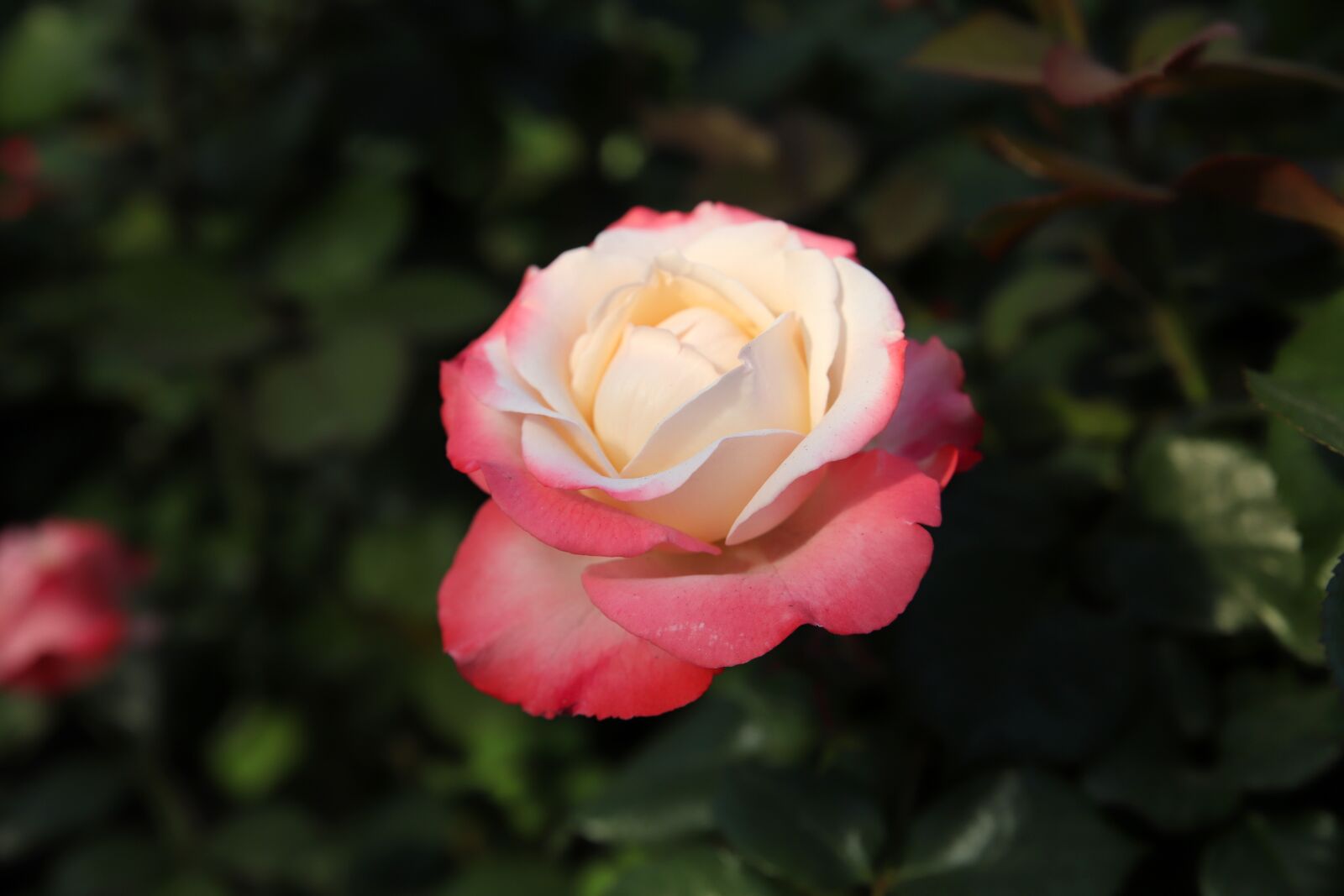 Canon EOS 6D Mark II sample photo. Rose, petal, flowers photography