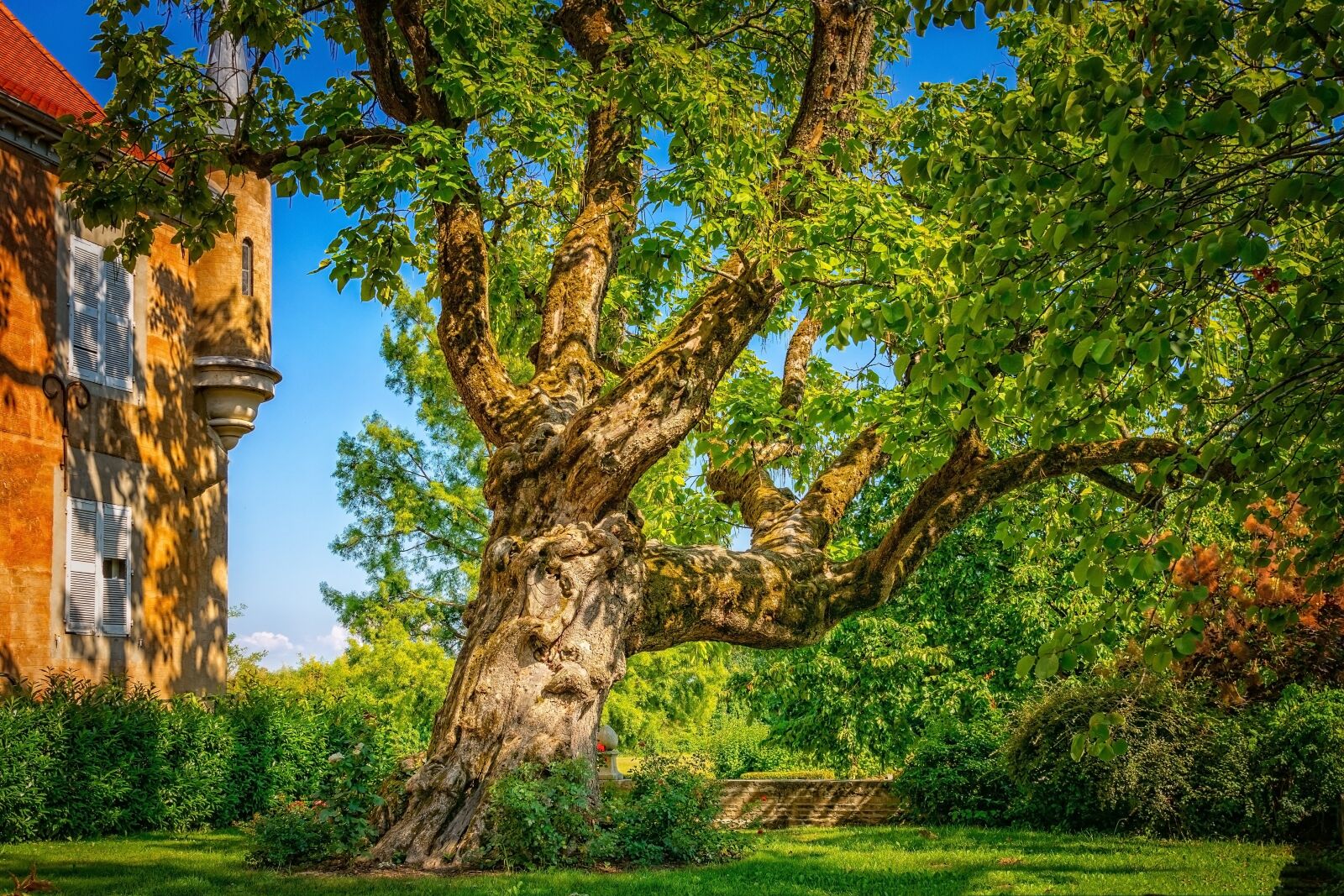 Nikon D3300 sample photo. Tree, wood, old photography