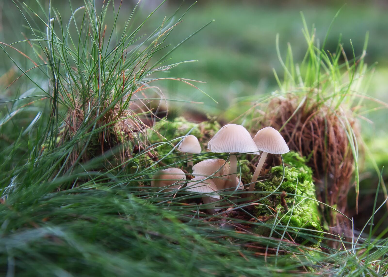 Canon EOS 50D + Canon EF 24-105mm F4L IS USM sample photo. Mushrooms, forest, moss photography