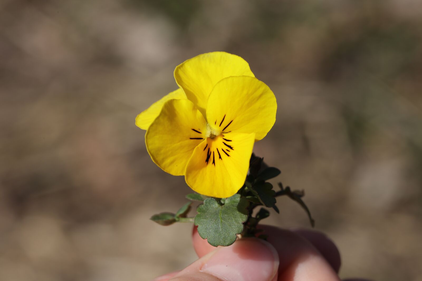 Canon EOS 5DS R sample photo. Flower, spring, beauty photography
