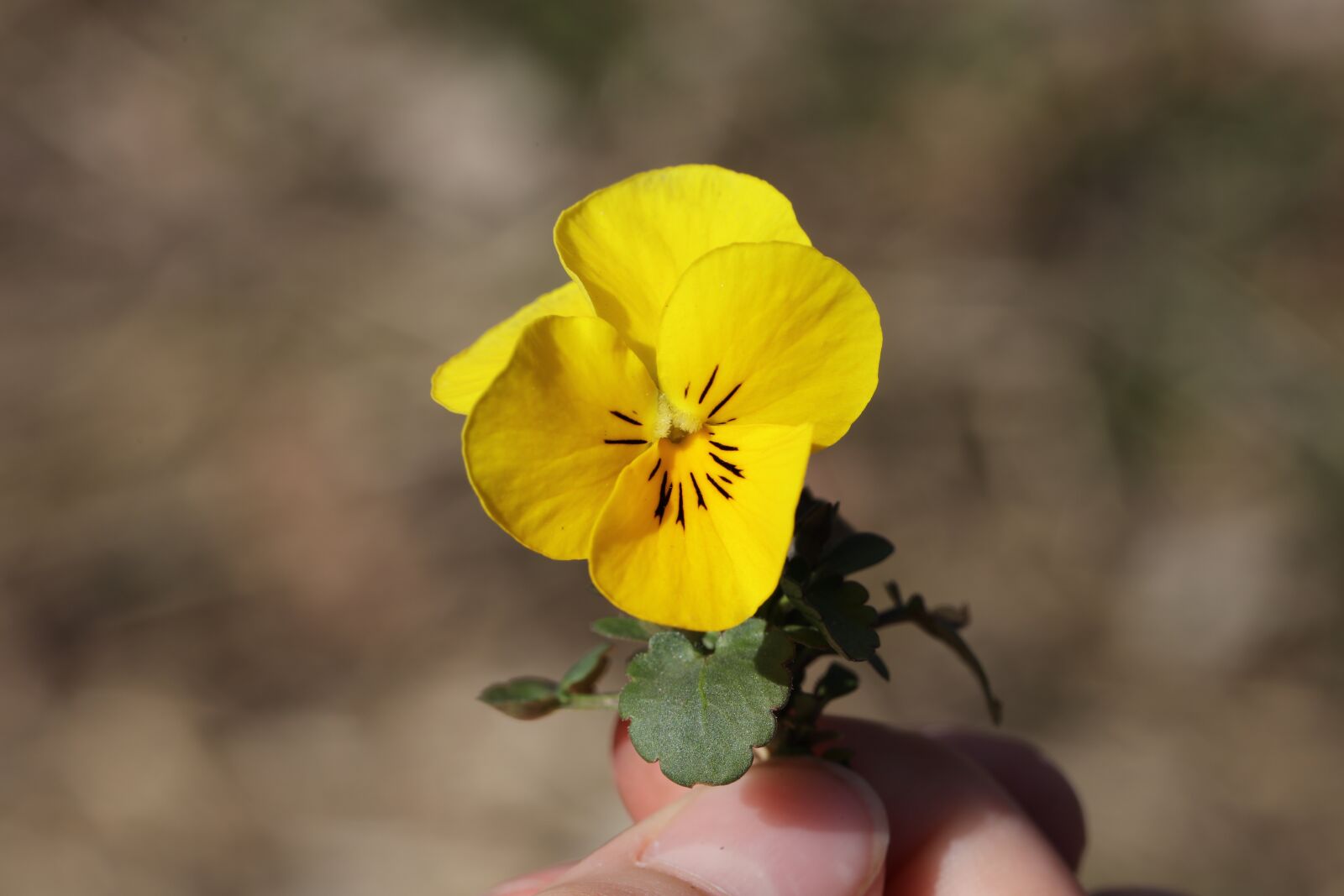 Canon EOS 5DS R + Canon EF 100mm F2.8L Macro IS USM sample photo. Flower, spring, beauty photography