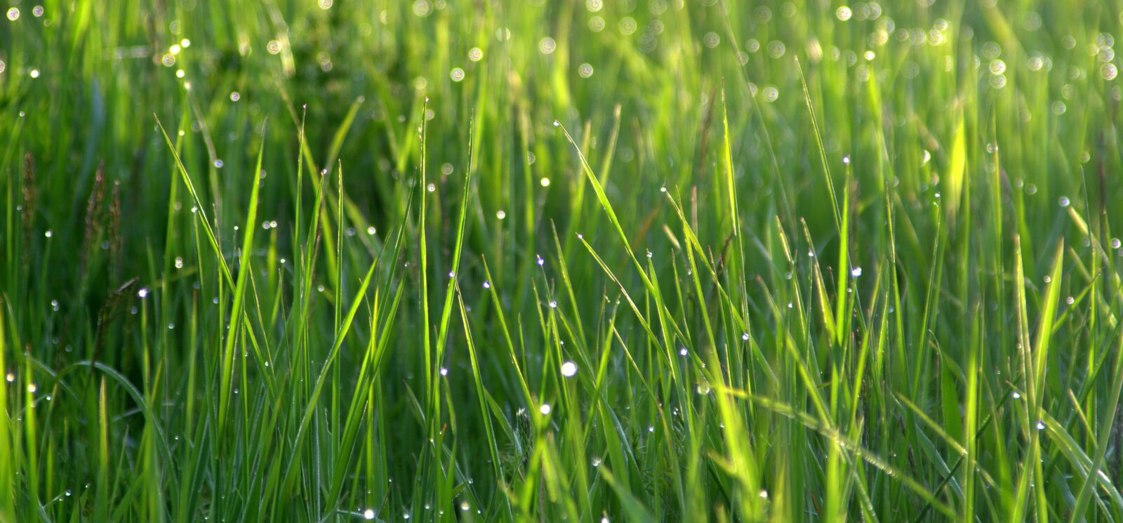 Pentax K-S2 sample photo. Grass, rosa, drops of photography