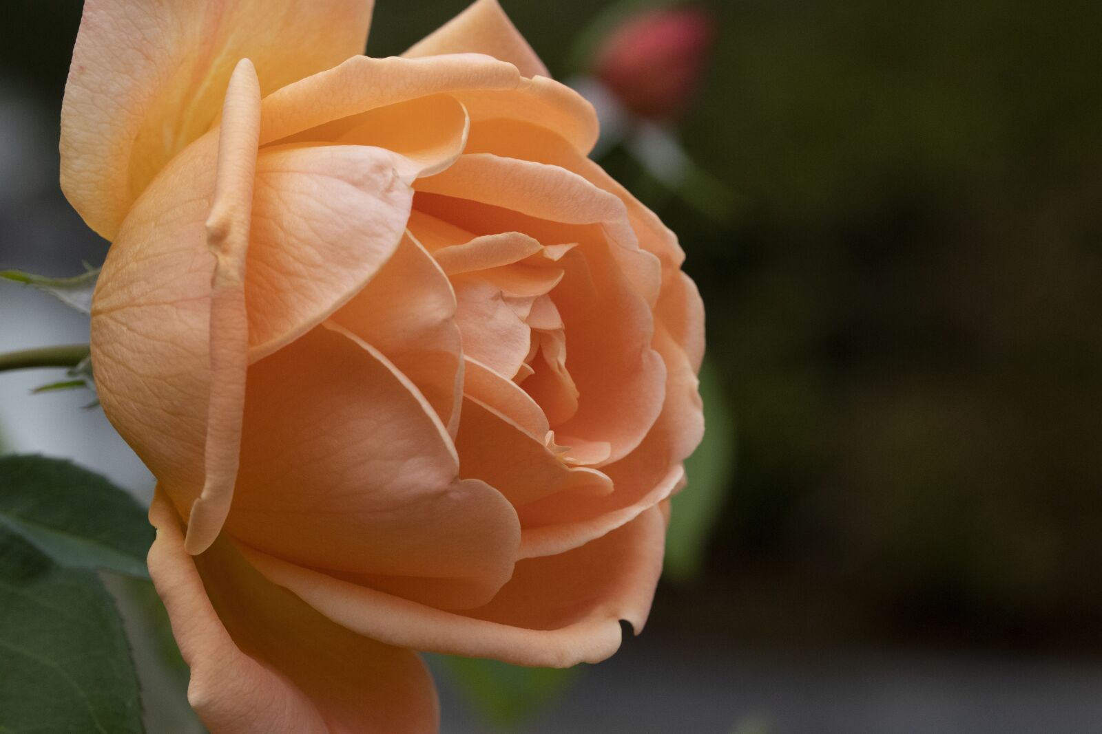 Canon EOS 800D (EOS Rebel T7i / EOS Kiss X9i) sample photo. Autumn, rose, nature photography