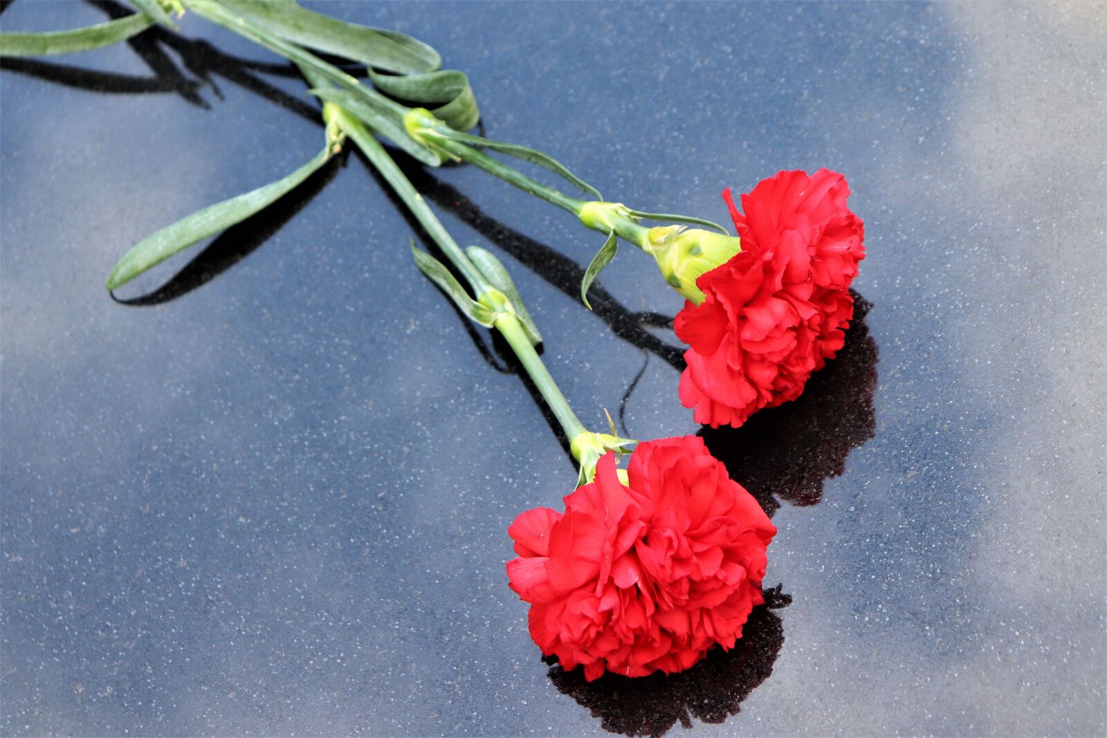 Canon EOS 200D (EOS Rebel SL2 / EOS Kiss X9) sample photo. Two red carnations, black photography