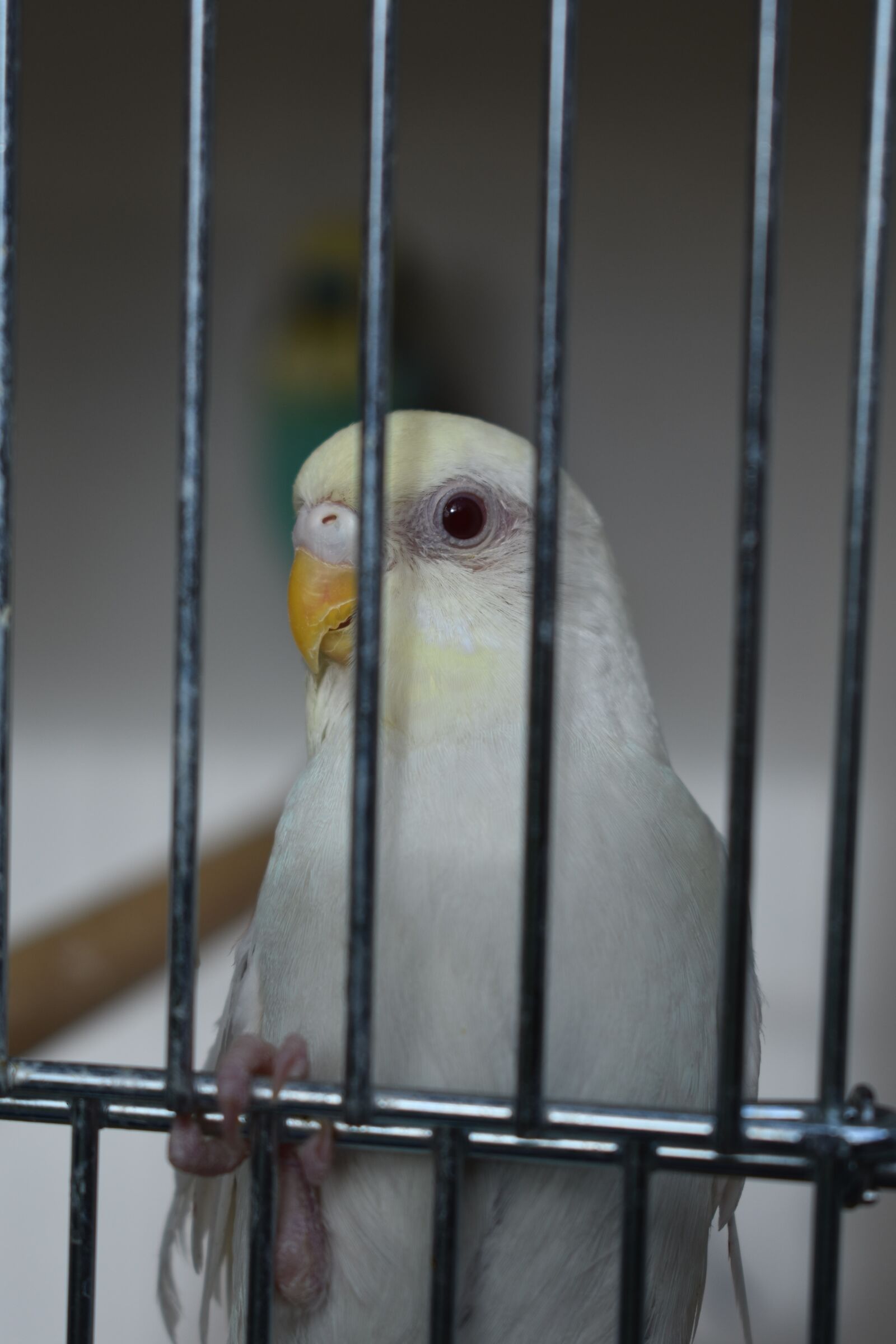 Nikon D3400 sample photo. Bird, white, albino photography
