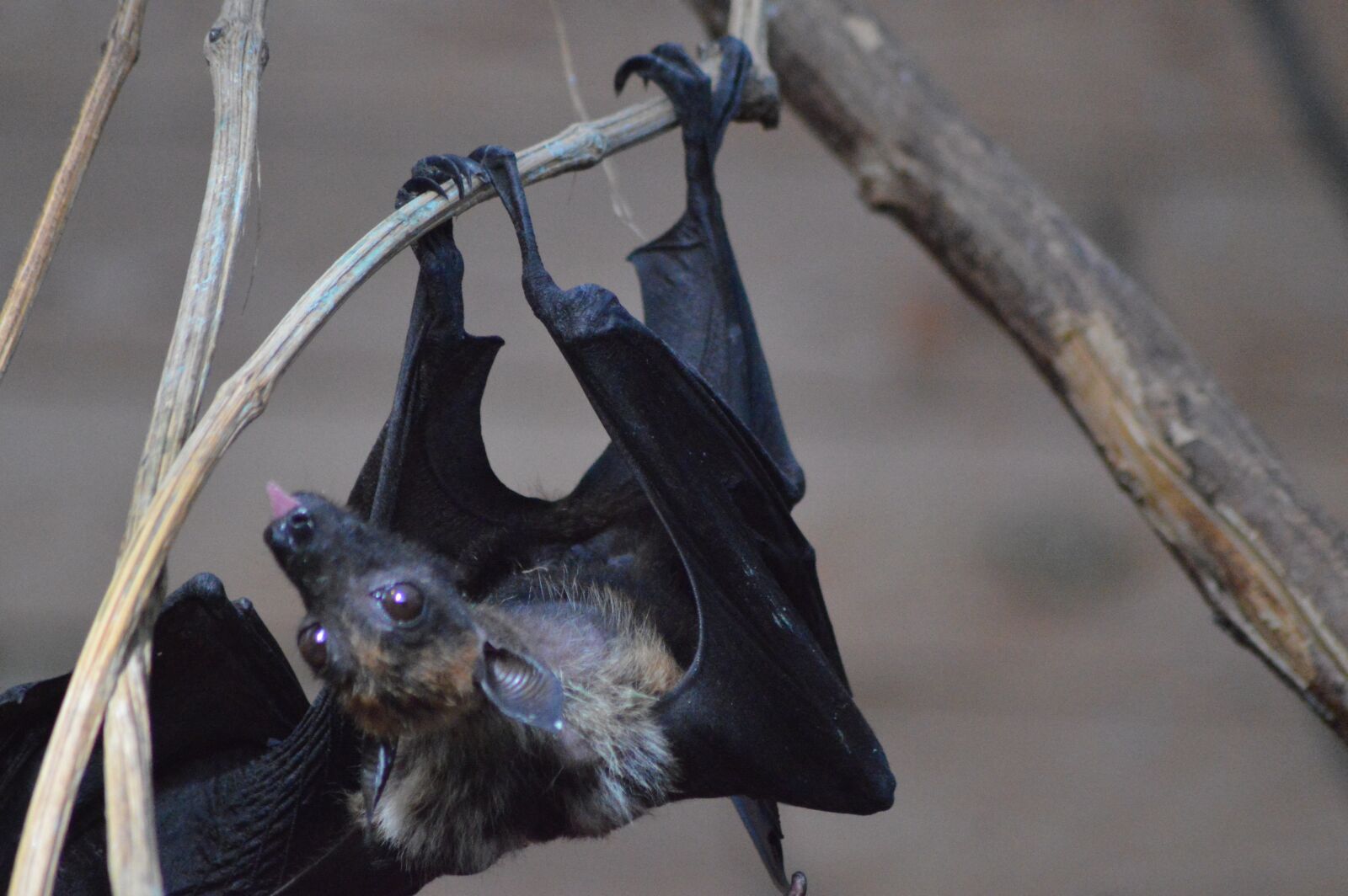 Nikon D3200 sample photo. Animal, bat, eyes photography