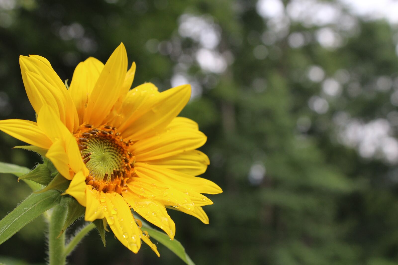 Canon EOS 1200D (EOS Rebel T5 / EOS Kiss X70 / EOS Hi) sample photo. Sunflower, spring, summer photography