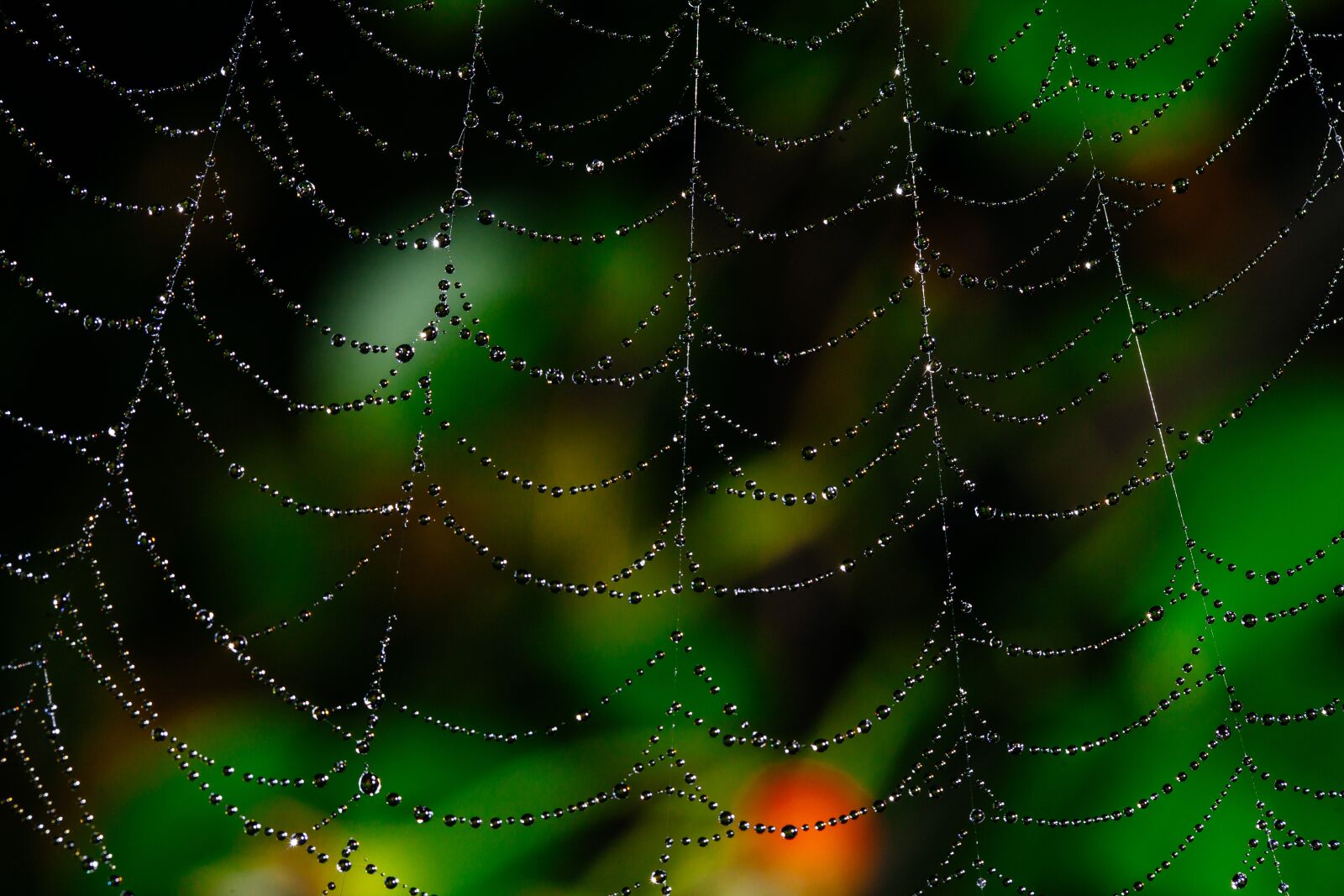 Canon EF 100mm F2.8L Macro IS USM sample photo. Spider web, bokeh, dew photography