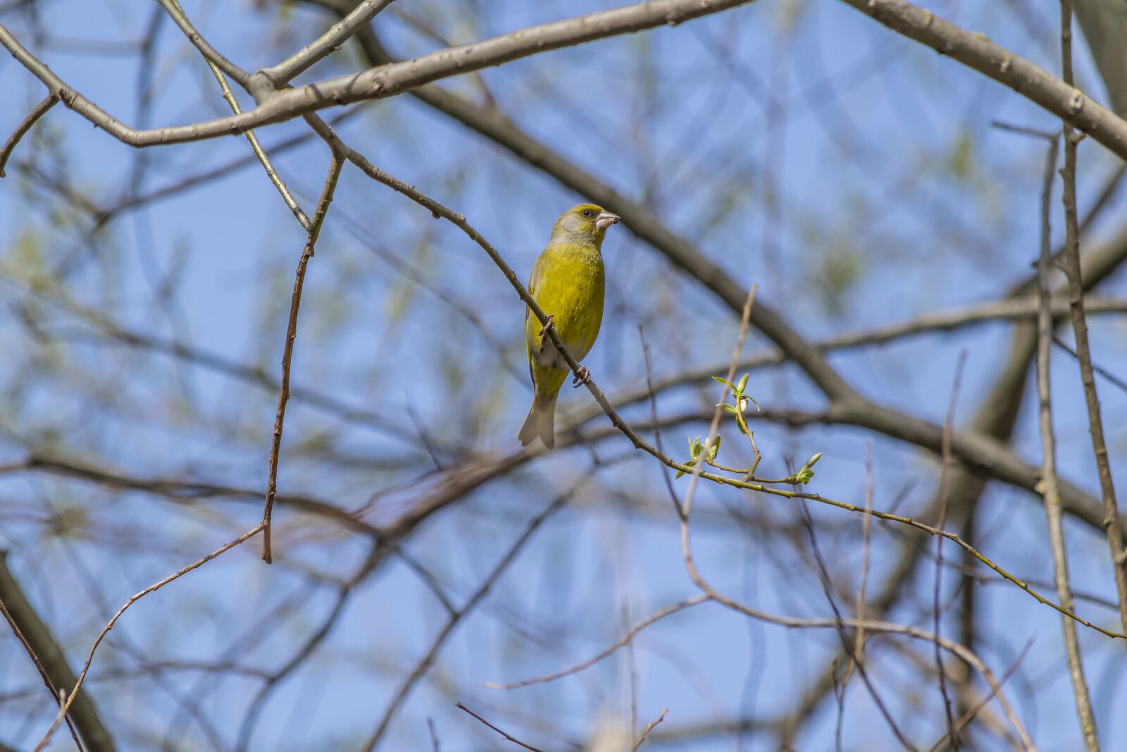 Nikon D3300 sample photo. Nature, spring, wildlife photography photography