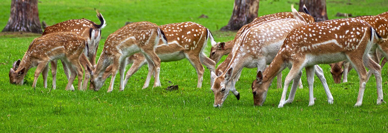 Panasonic Lumix DMC-FZ1000 sample photo. Roe deer, graze, edge photography