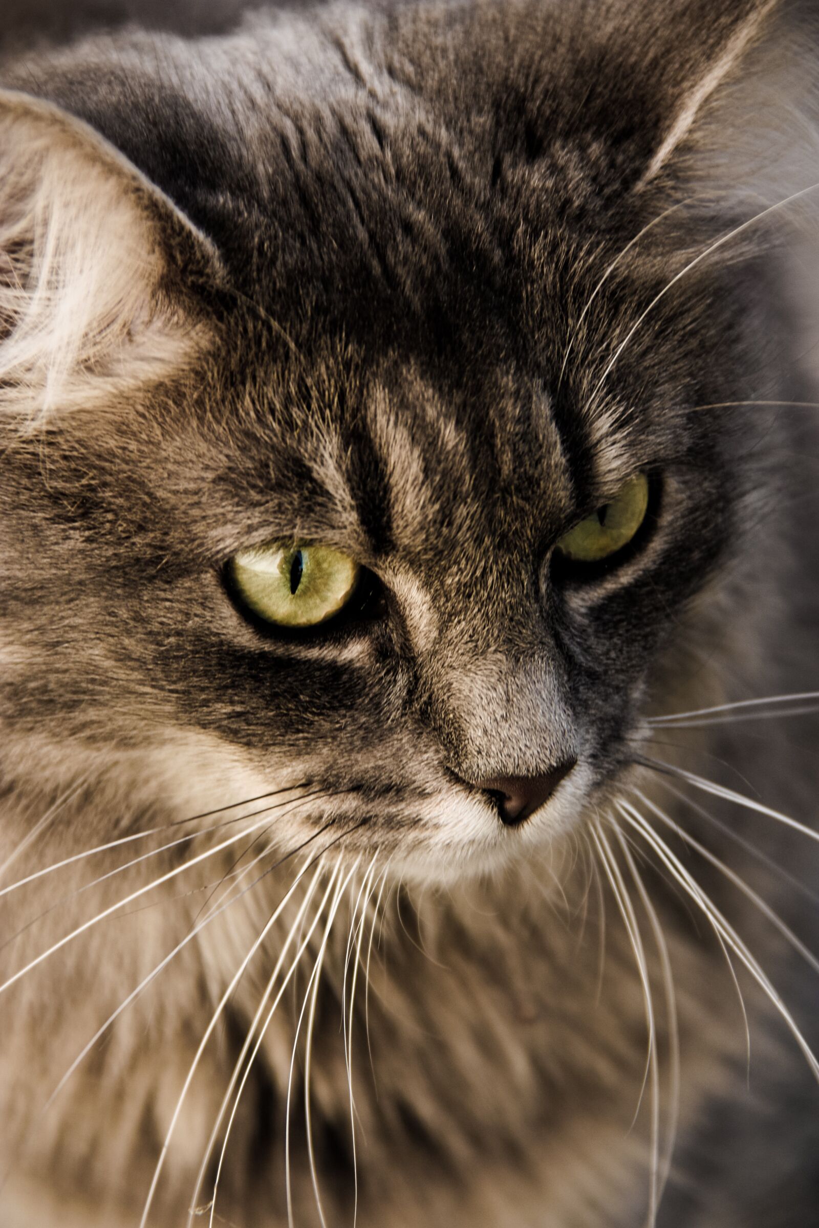 Canon EOS 450D (EOS Rebel XSi / EOS Kiss X2) sample photo. Cat, whiskers, eyes photography