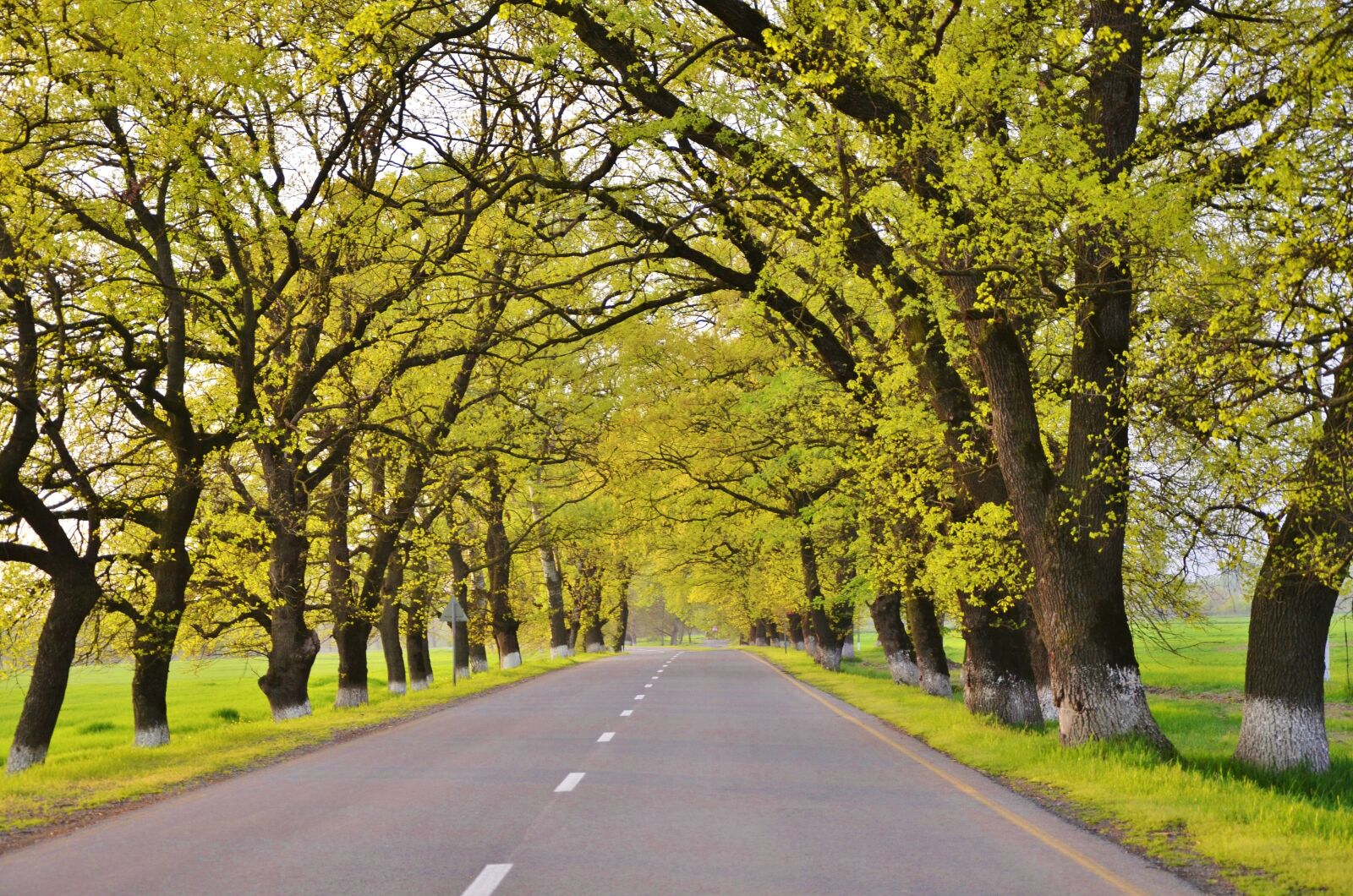 Nikon D7000 sample photo. Road, tree, landscape photography