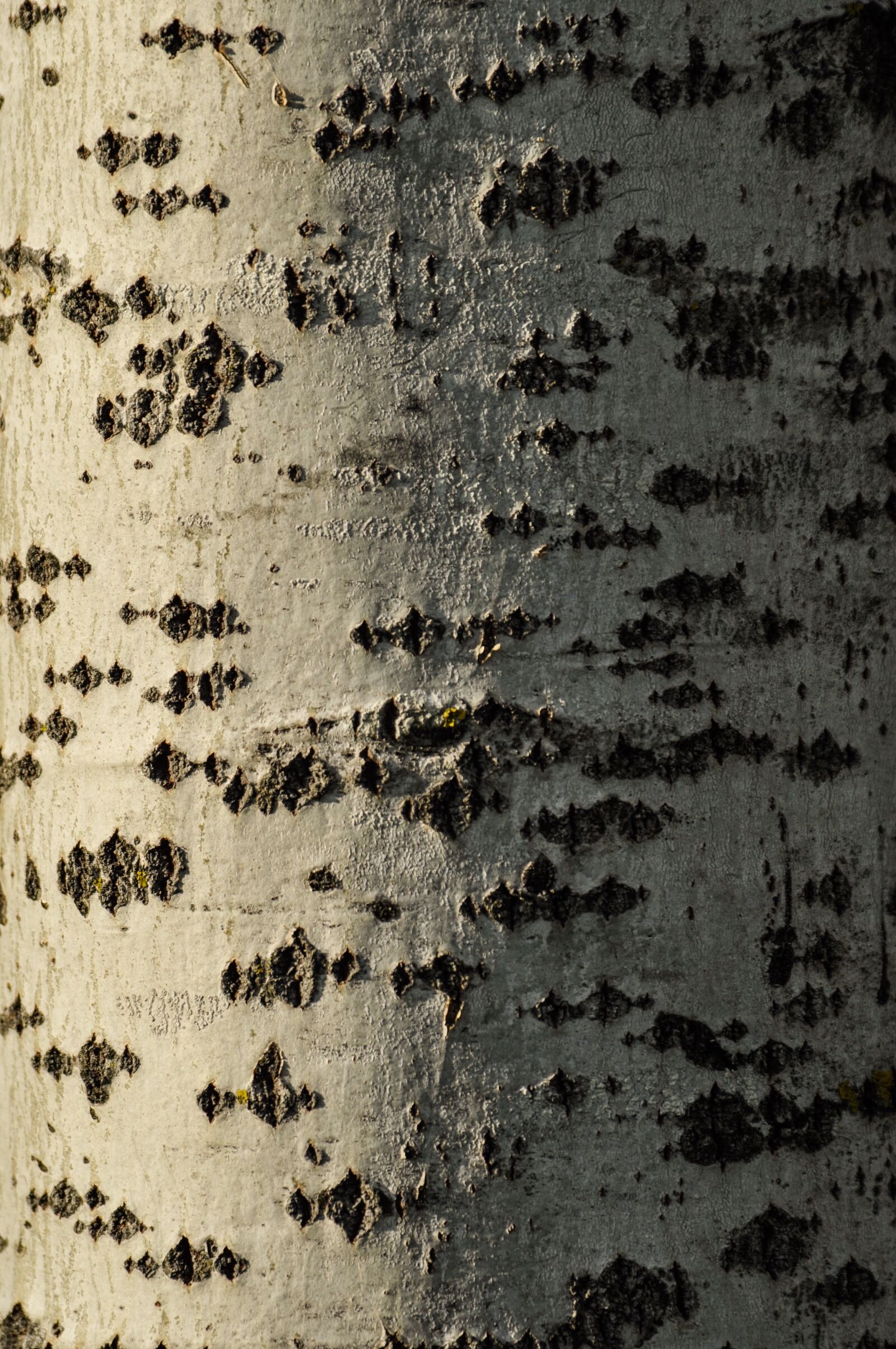 Nikon D90 sample photo. Texture, tree, pattern photography