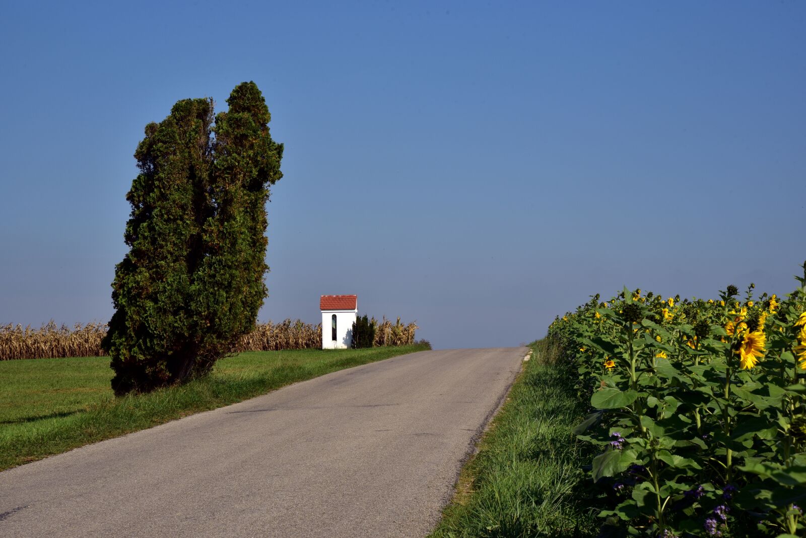 Nikon D750 sample photo. Road, away, field photography