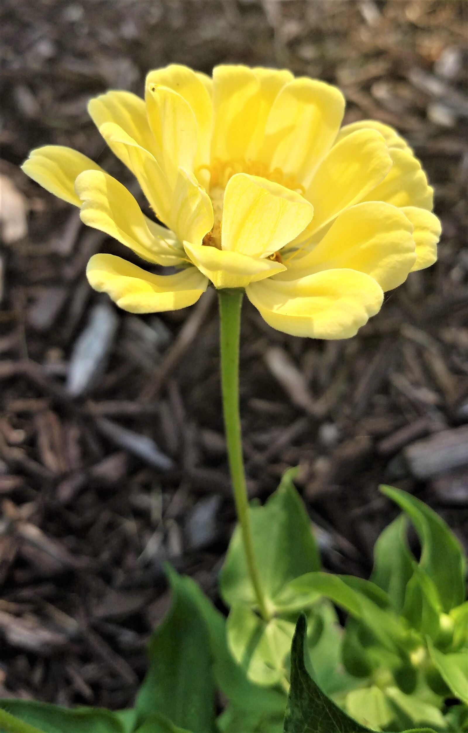 Samsung Galaxy S7 sample photo. Zinnia, flora, romance photography