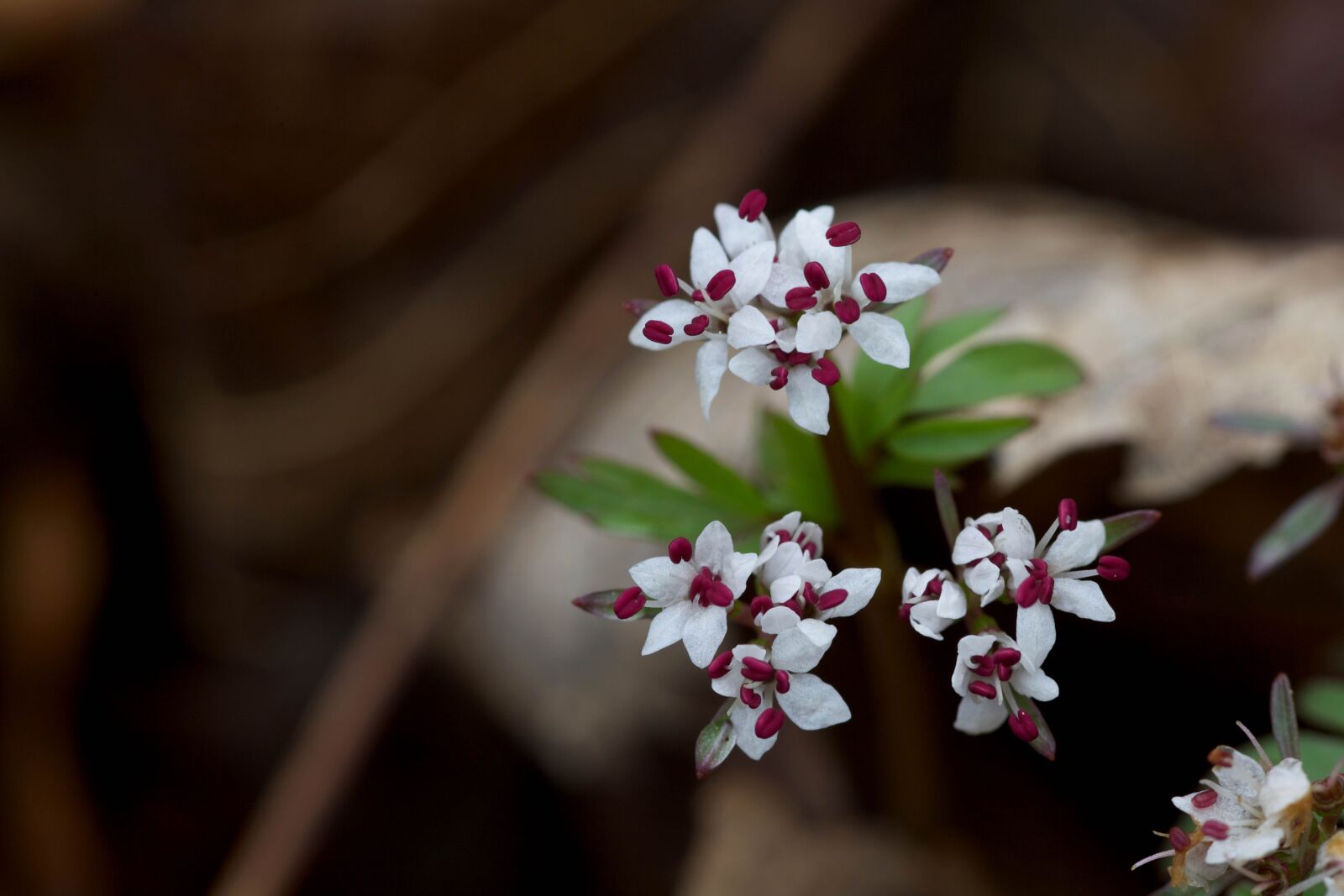 Canon EOS 5D Mark II sample photo. Harbinger, spring, flower, petals photography