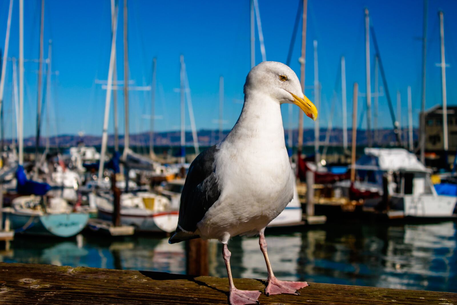 Canon EOS 1100D (EOS Rebel T3 / EOS Kiss X50) sample photo. Seagull, bird, sf photography
