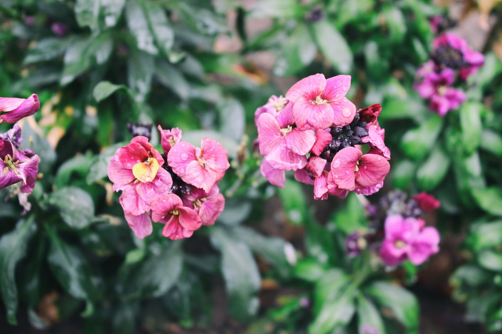 Canon EOS 600D (Rebel EOS T3i / EOS Kiss X5) sample photo. Flower, foliage, nature photography