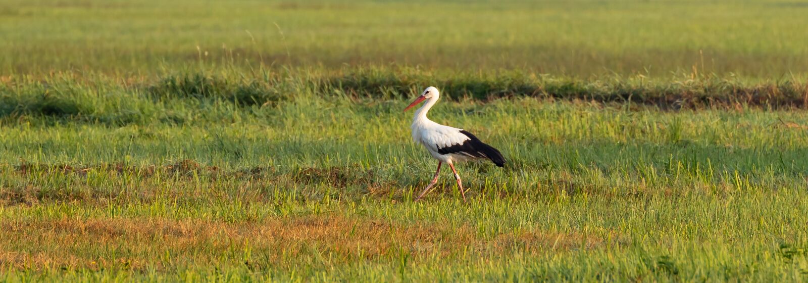 Canon EOS 7D Mark II + Canon EF 70-300mm F4-5.6L IS USM sample photo. Stork, white stork, ried photography