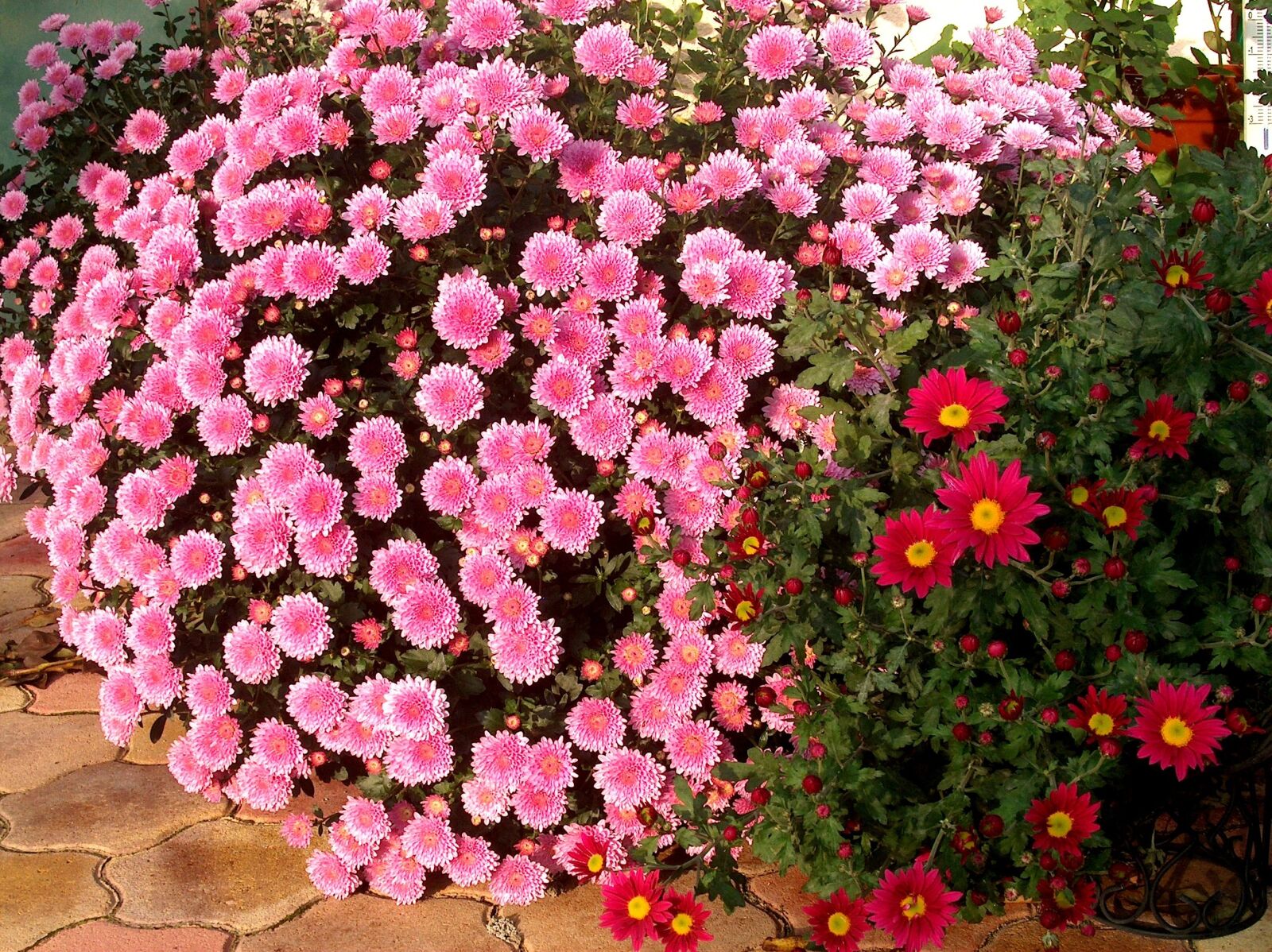 HP PHOTOSMART C935 (V03.60) sample photo. Nature, chrysanthemum flower, pink photography