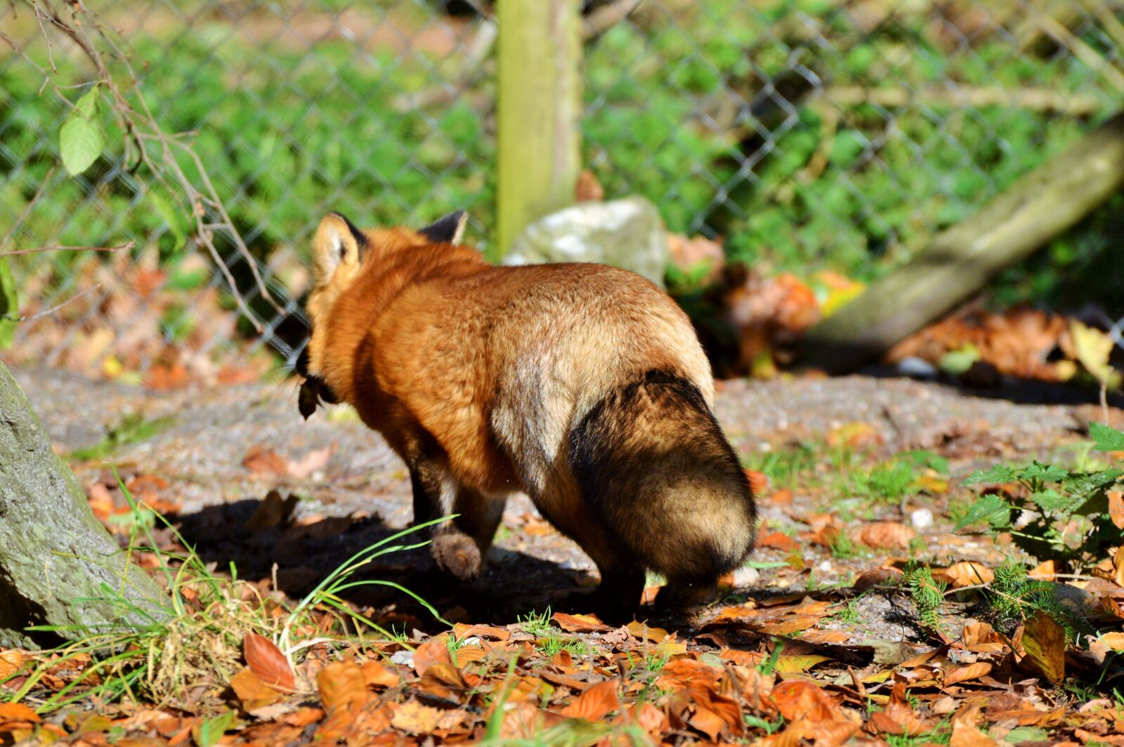 Nikon D3200 sample photo. Fuchs, red fox, predator photography